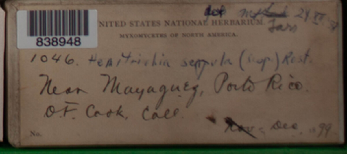 Hemitrichia serpula image